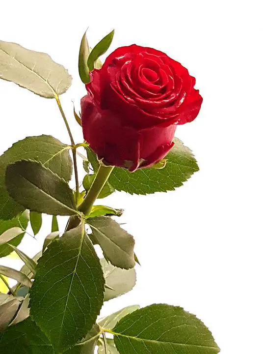 The Rose By Bette Midler: Lyrics Meaning And Interpretation | Sharpens